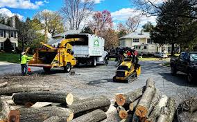 How Our Tree Care Process Works  in  Carmi, IL