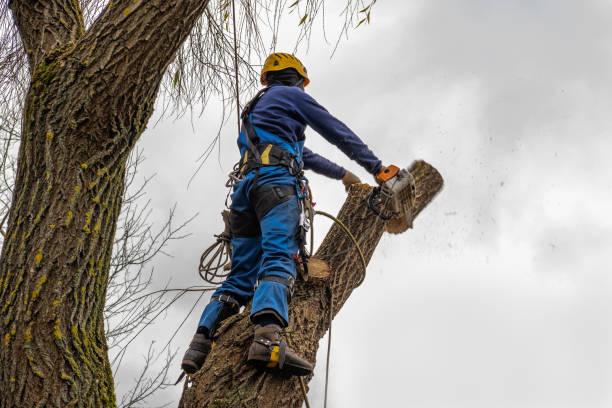 Trusted Carmi, IL Tree Services Experts